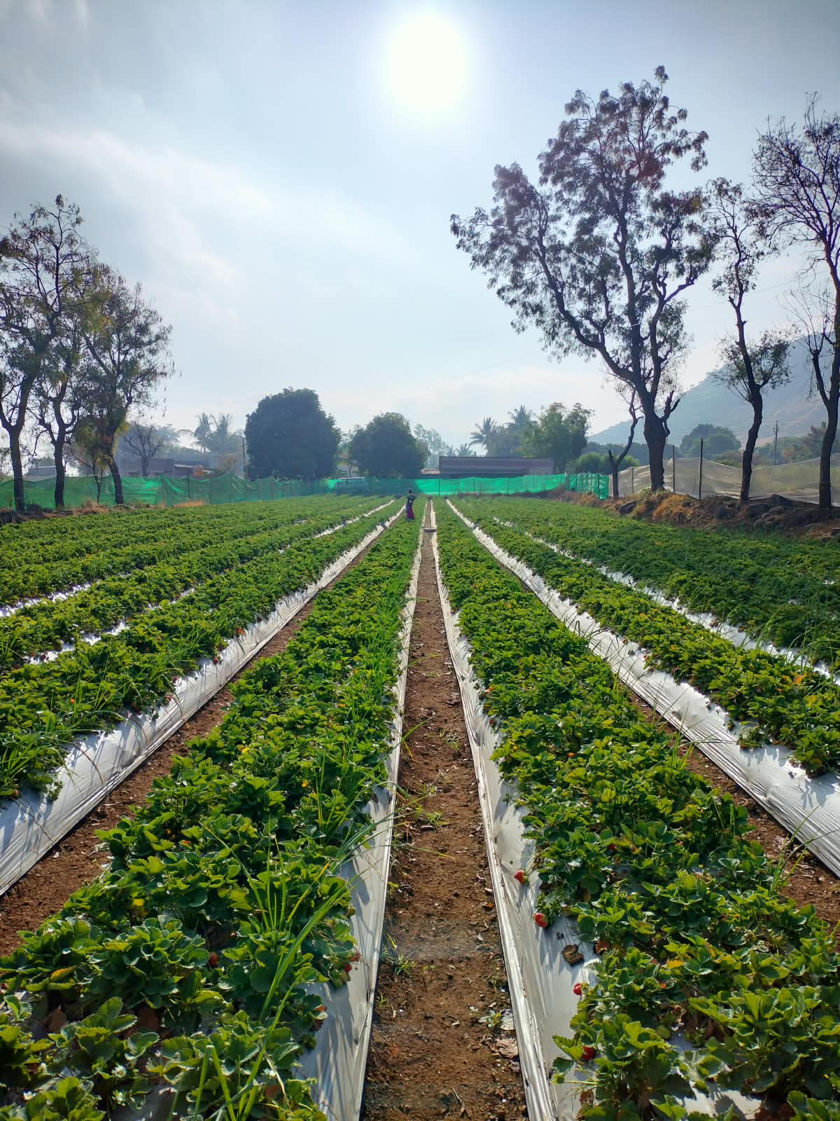 Strawberry farm view 1