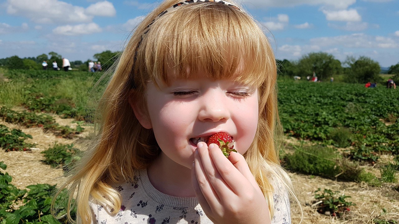 Strawberry farm view 2