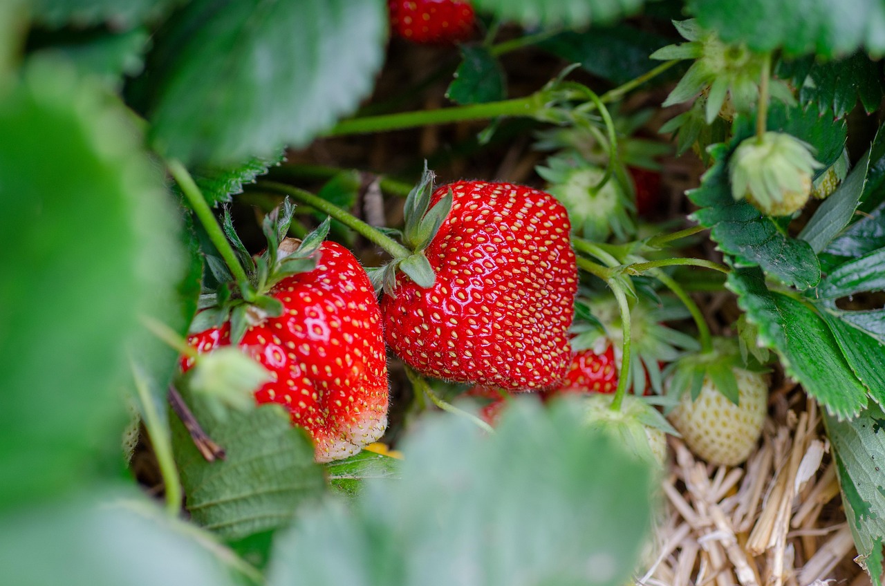 Strawberry farm view 3