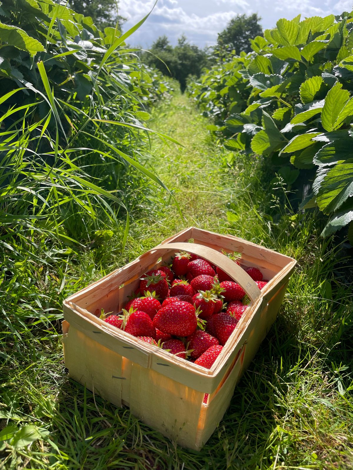 Strawberry farm view 4