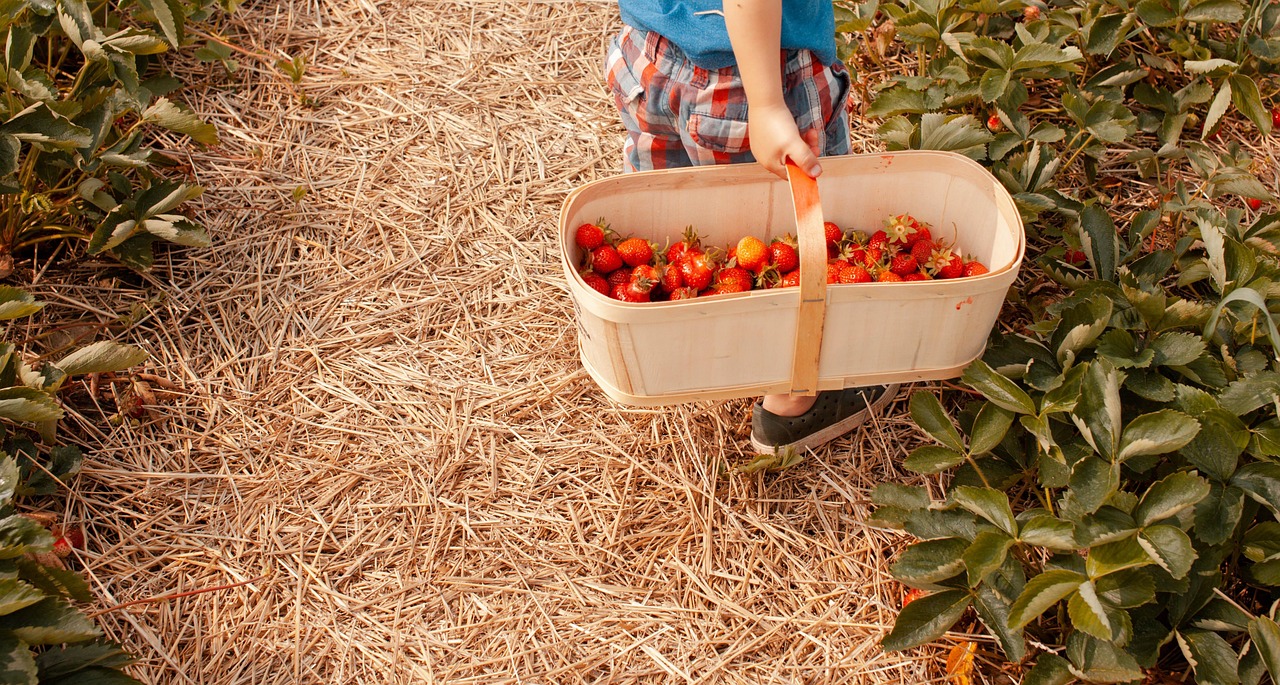 Strawberry farm view 5