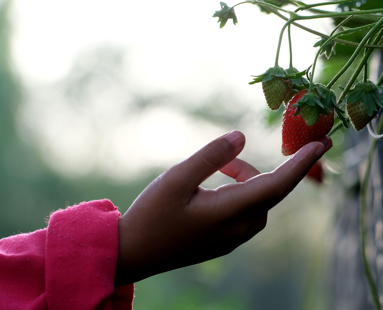 Strawberry farm view 6